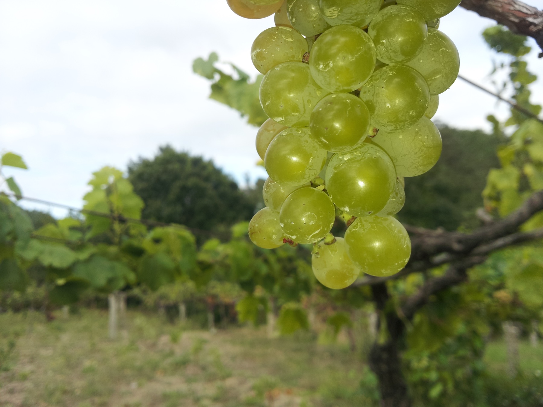 Racimos en nuestro viñedo experimental