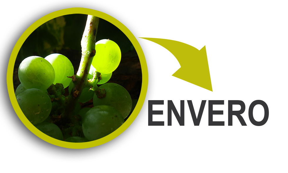 envero
