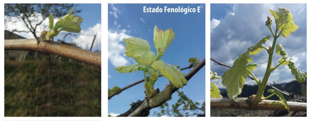 Primeras hojas en nuestro viñedo experimental