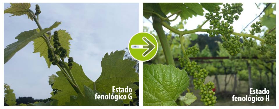 Comienza la floración