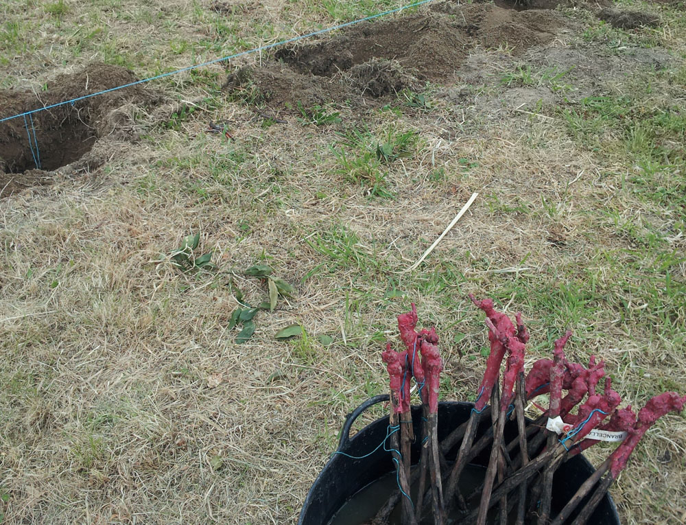 Plantación de nuevas variedades